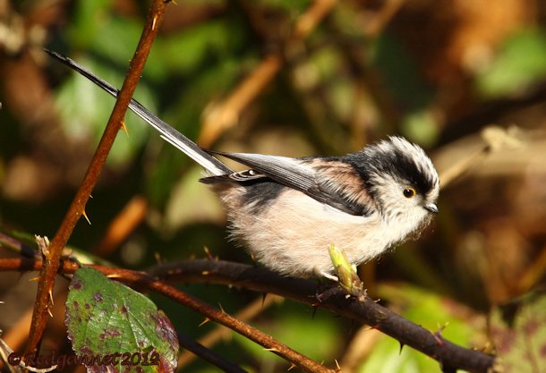 UK.KEN Long-tailed Tit 03