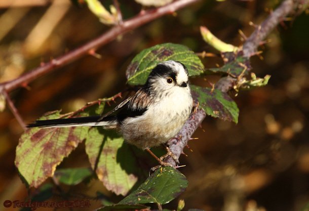 UK.KEN Long-tailed Tit 04