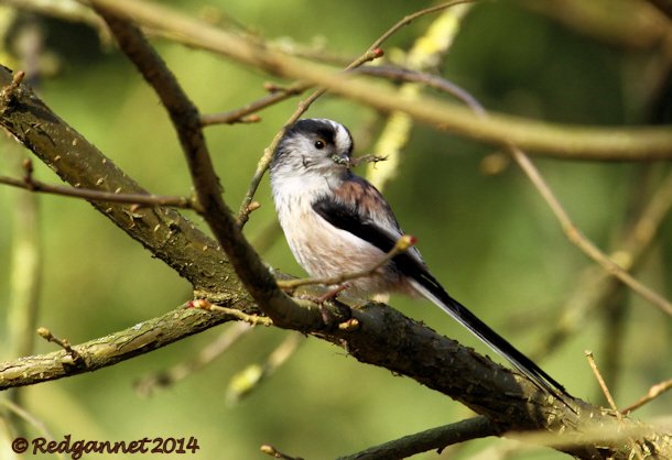 UK.KEN Long-tailed Tit 05