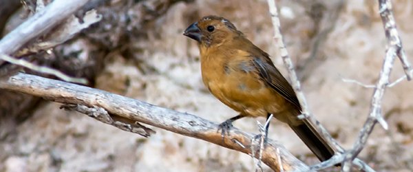 Ultramarine Grosbeak Female_007816