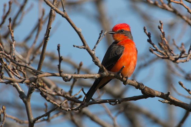 Vermilion Flycatcher