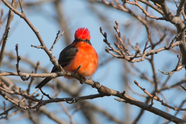 Vermilion Flycatcher