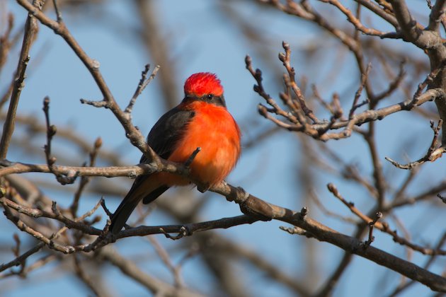 Vermilion Flycatcher