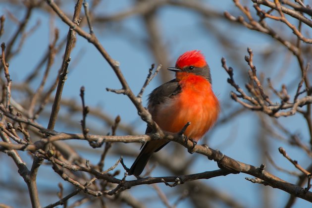 Vermilion Flycatcher