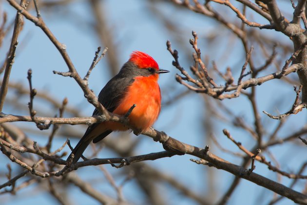 Vermilion Flycatcher Male