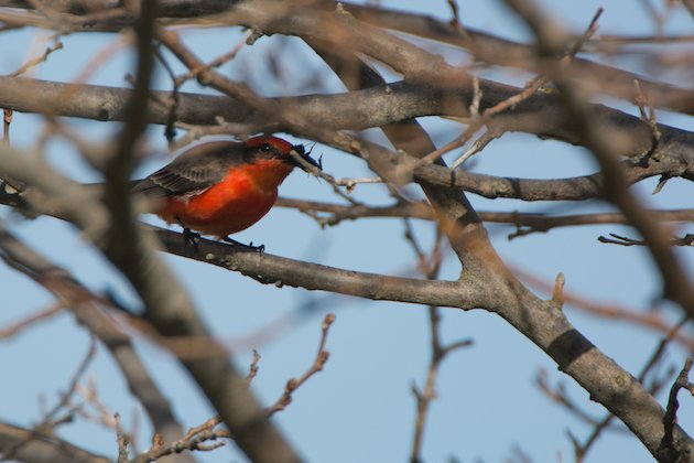 Vermilion Flycatcher Male