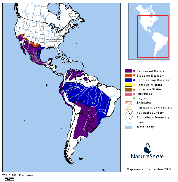 Vermilion Flycatcher Range