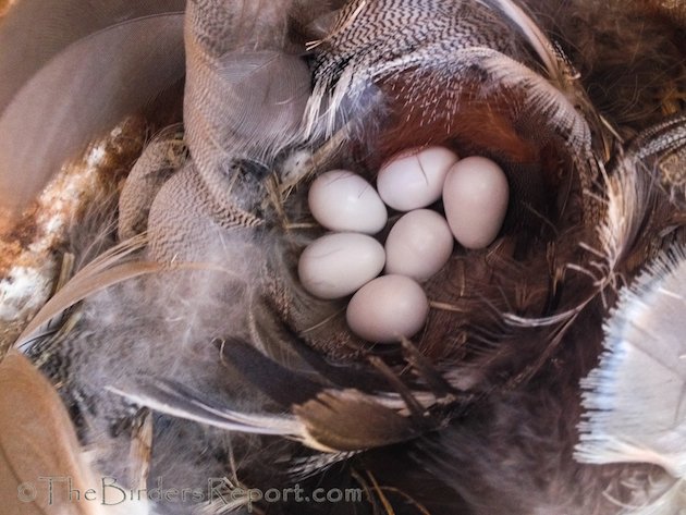 Violet-green Swallow Eggs