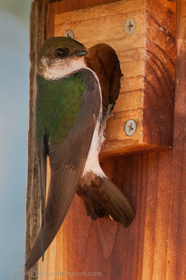 Violet-green Swallow Female
