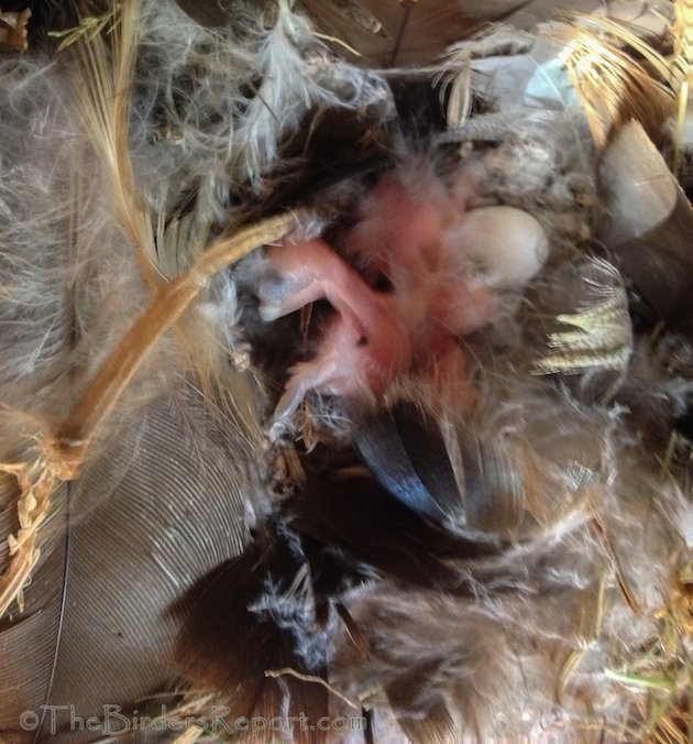 Violet-green Swallow Hatchlings