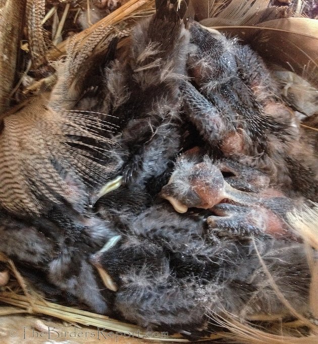 Violet-green Swallow Nestlings