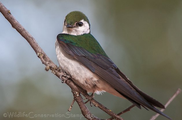 Violet-green Swallow Male