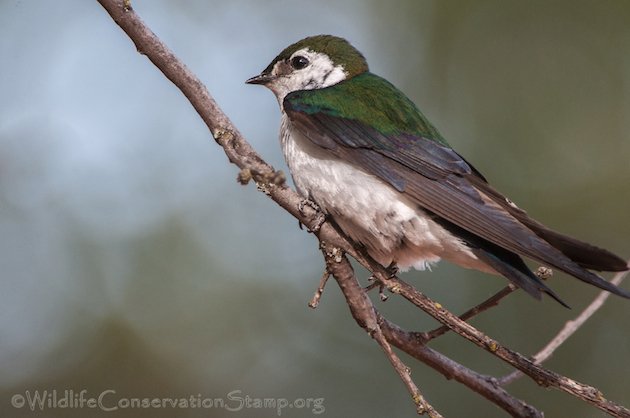 Violet-green Swallow Male