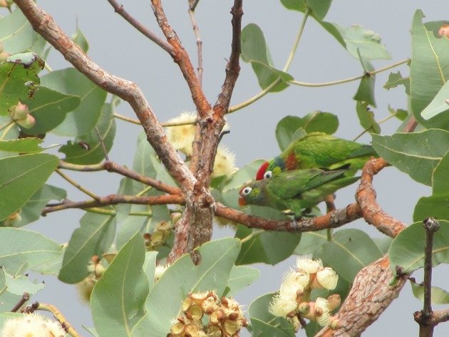 Varied Lorikeets