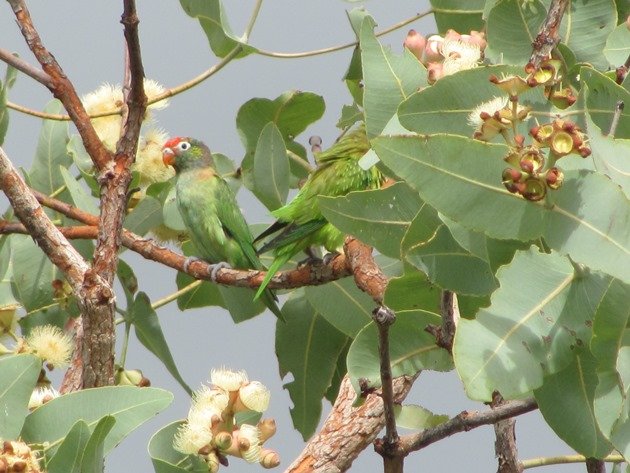 Varied Lorikeets (3)