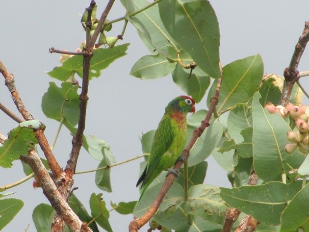 Varied Lorikeets (4)