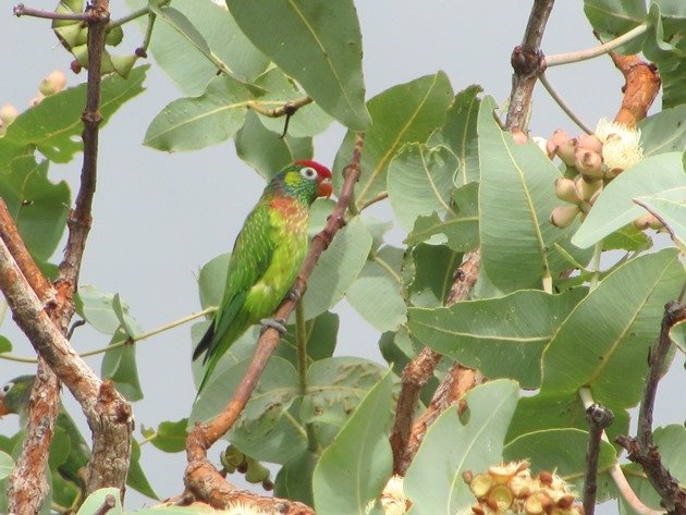 Varied Lorikeets (5)