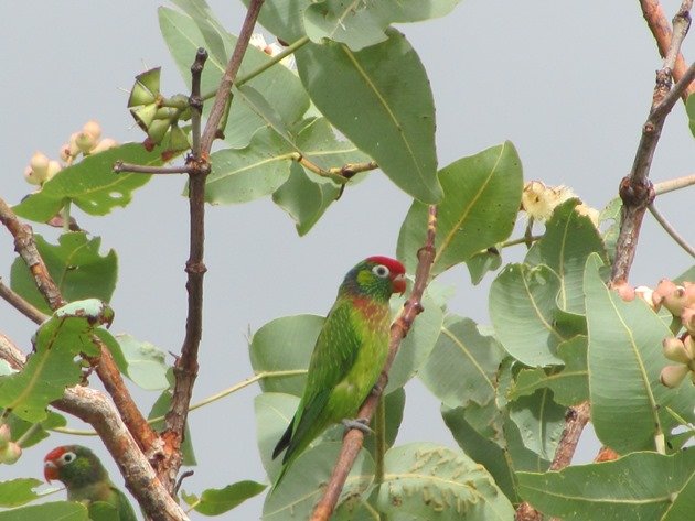 Varied Lorikeets (6)