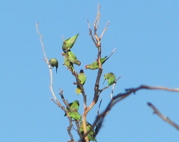 Varied Lorikeets