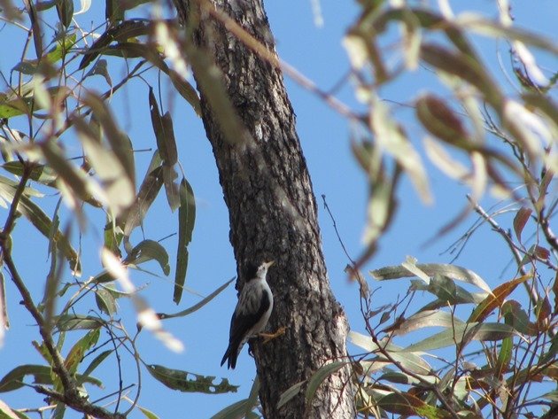 Varied Sittella (2)