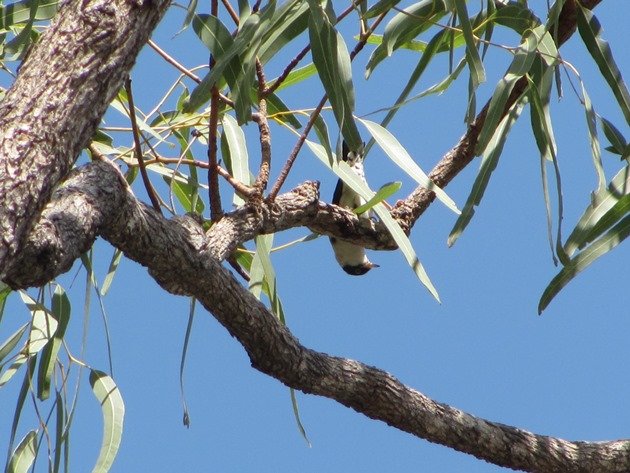 Varied Sittella