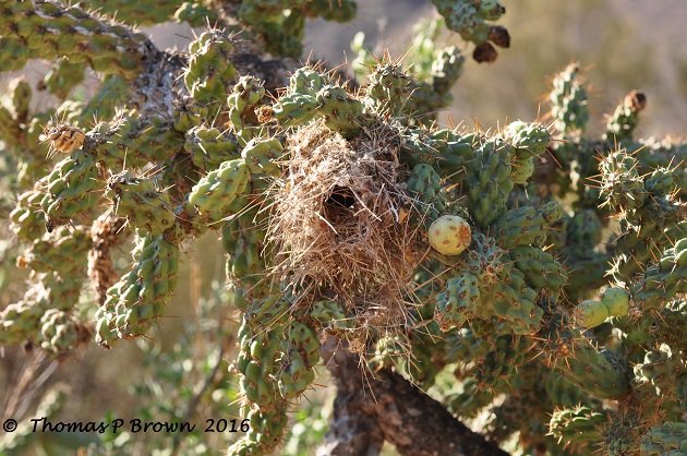 Verdin Nest