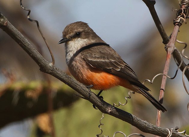 Vermilion Flycatcher Female