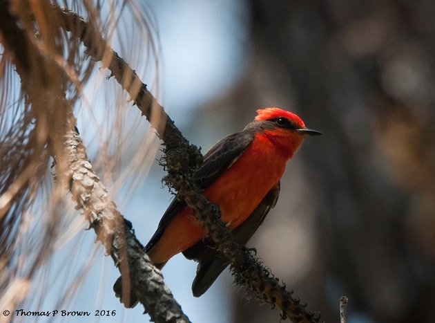 Vermillion male