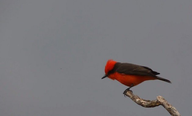 Vermillion_Flycatcher