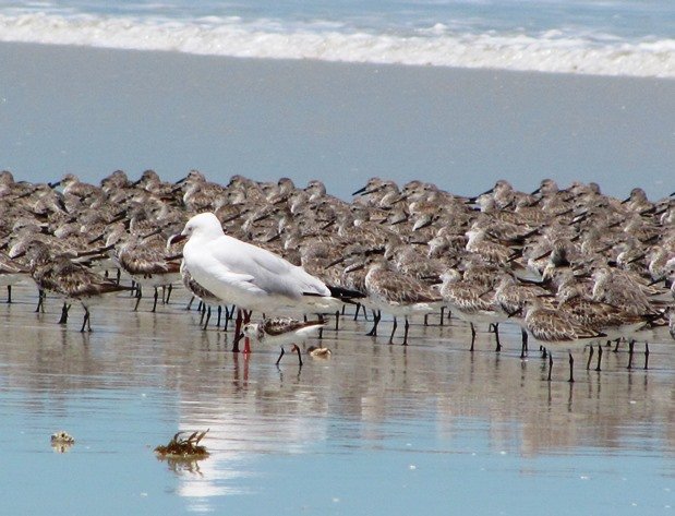 Victorian flagged Sanderling