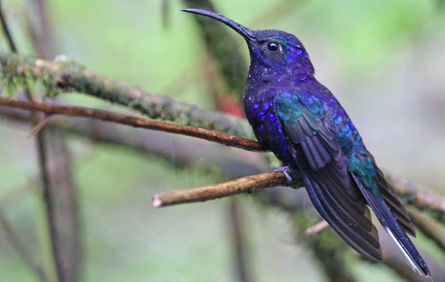 Violet Sabrewing