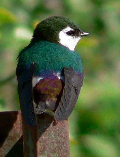 Violet-green Swallow, back view