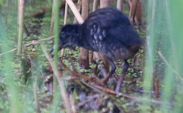 Virginia Rail juvenile