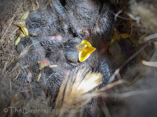 White-breasted Nuthatch Nestlings