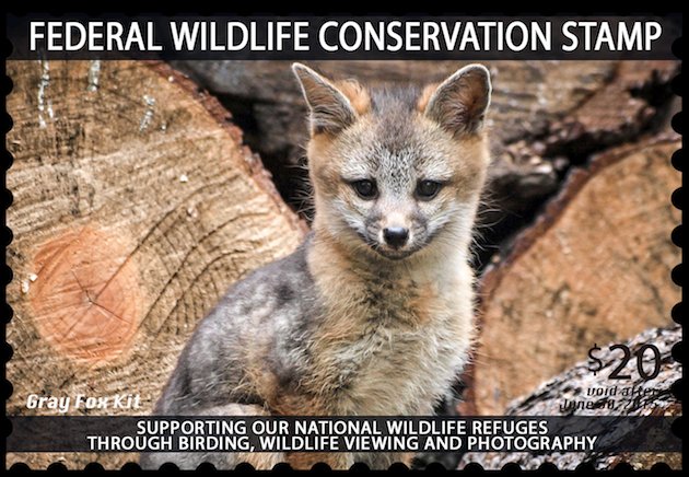 Wildlife Conservation Stamp Fox Kit