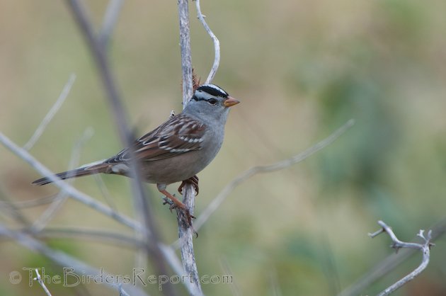 White-crowned Sparrow