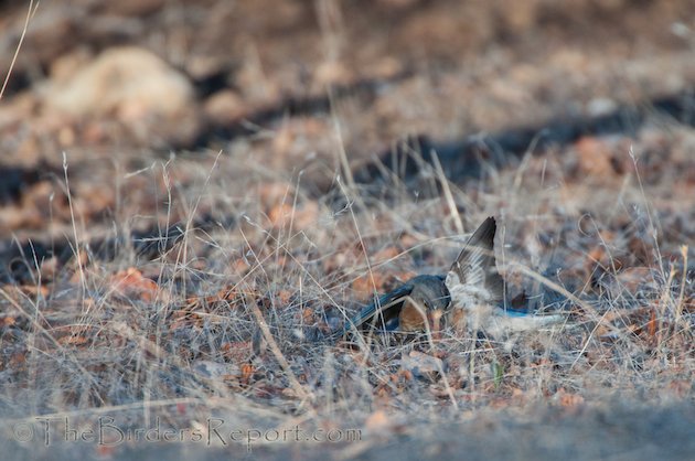 Western Bluebird Females Fighting