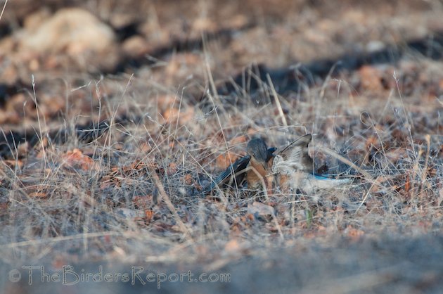 Western Bluebird Females Fighting