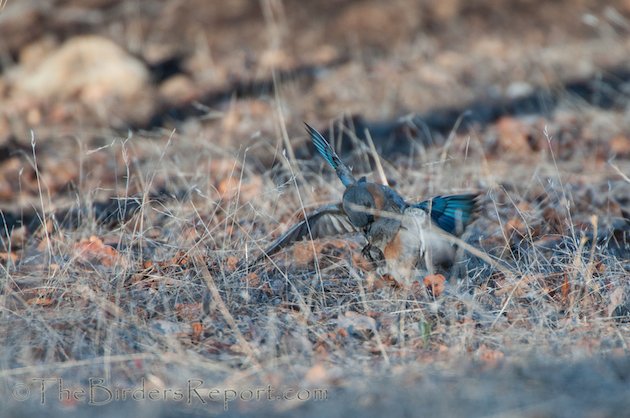 Western Bluebird Females Fighting