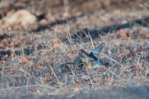 Western Bluebird Females Fighting