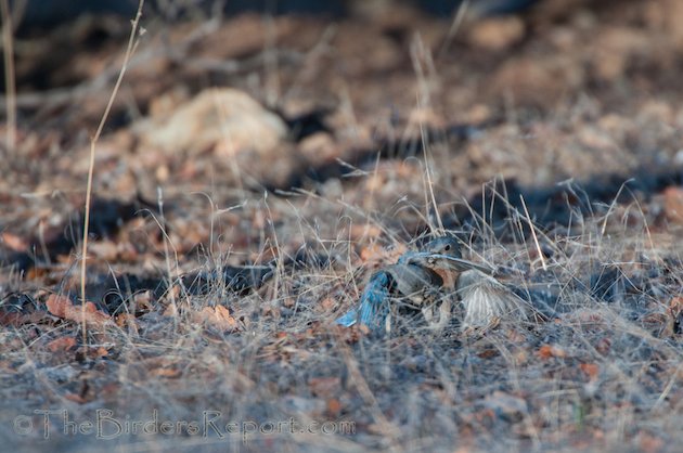 Western Bluebird Females Fighting