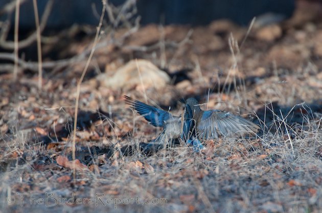 Western Bluebird Females Fighting