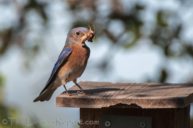 Western Bluebird Female