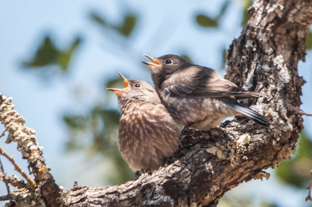 Western Bluebird Fledglings