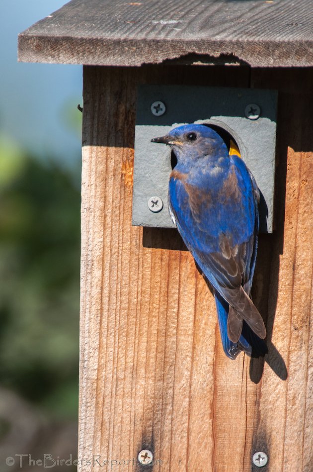 Western Bluebird Male