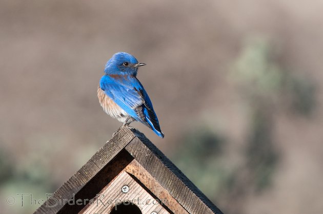 Western Bluebird Male