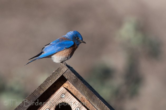 Western Bluebird Male