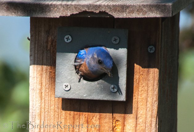 Western Bluebird Male