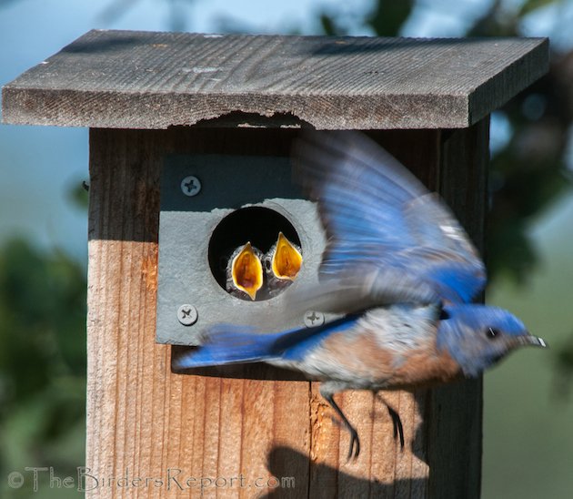 Western Bluebird Male and Nestlings