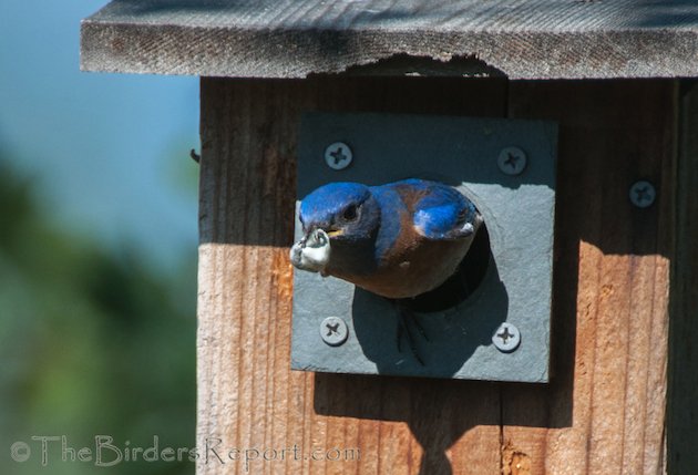 Western Bluebird Male with Fecal Sac